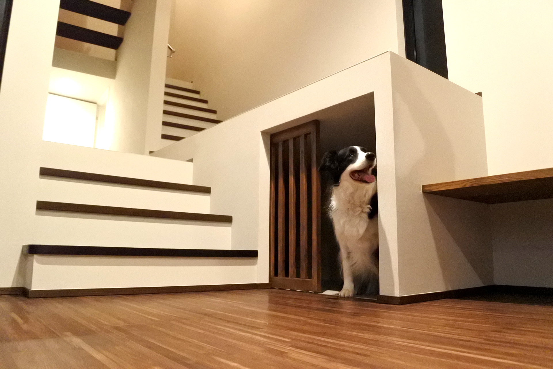 ペット(犬猫)と暮らす家 | 田辺市で注文住宅を建てるなら地域密着の工務店アートフルホーム(株式会社英興)