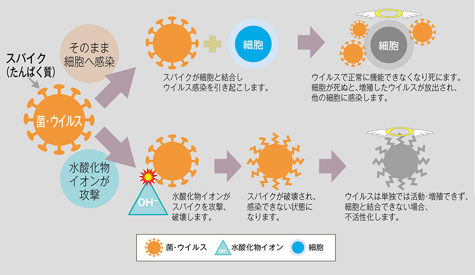 菌・ウイルスの増殖・不活化イメージ図